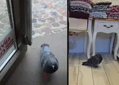 ВИДЕО: в морозный день голубь пришел в магазин погреться - трогательная история спасения в центре Риги