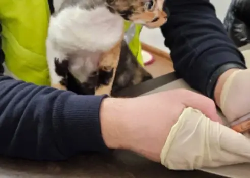 В Украине ликвидирована мошенническая сеть