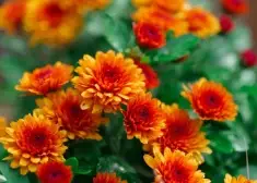 Латвия отправляет в Россию и Беларусь хризантемы и розы на миллионы евро