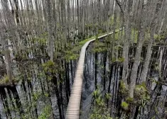 Природа дала человечеству около 300 лет: в Латвии обнаружили мощный природный "поглотитель" CO₂