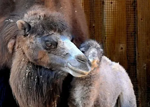 В Рижском зоопарке родился детеныш двугорбого верблюда (2026)