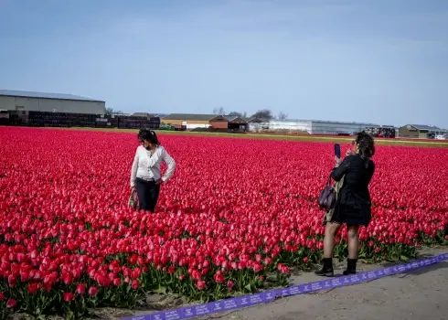 Цветение тюльпанов в Нидерландах (апрель 2026)