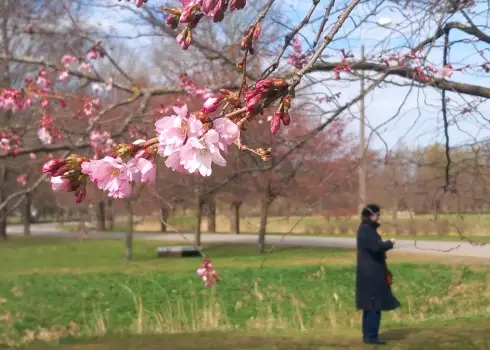 В парке Узварас началось цветение розовой сакуры (17.04.26)
