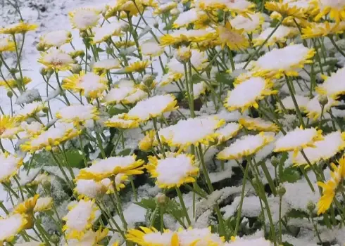 26 апреля Латвию неожиданно накрыл снег (2026)