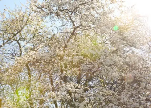 В Ботаническом саду ЛУ зацвели магнолии (29.04.2026)