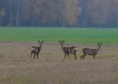 В лесах Латвии обнаружено распространение очень опасной для человека болезни